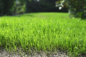 Hausbesitzer sollten wissen, welche Bedürfnisse Rasengräser haben. Dann klappt's auch mit dem satten Grün im Sommer. Foto: djd/Floragard Vertriebs-GmbH, Oldenburg